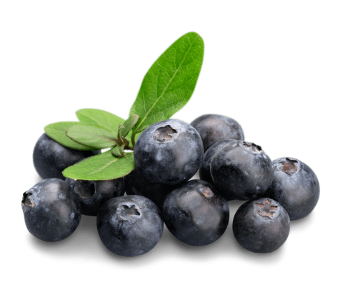 Fresh Blueberries  Punnet