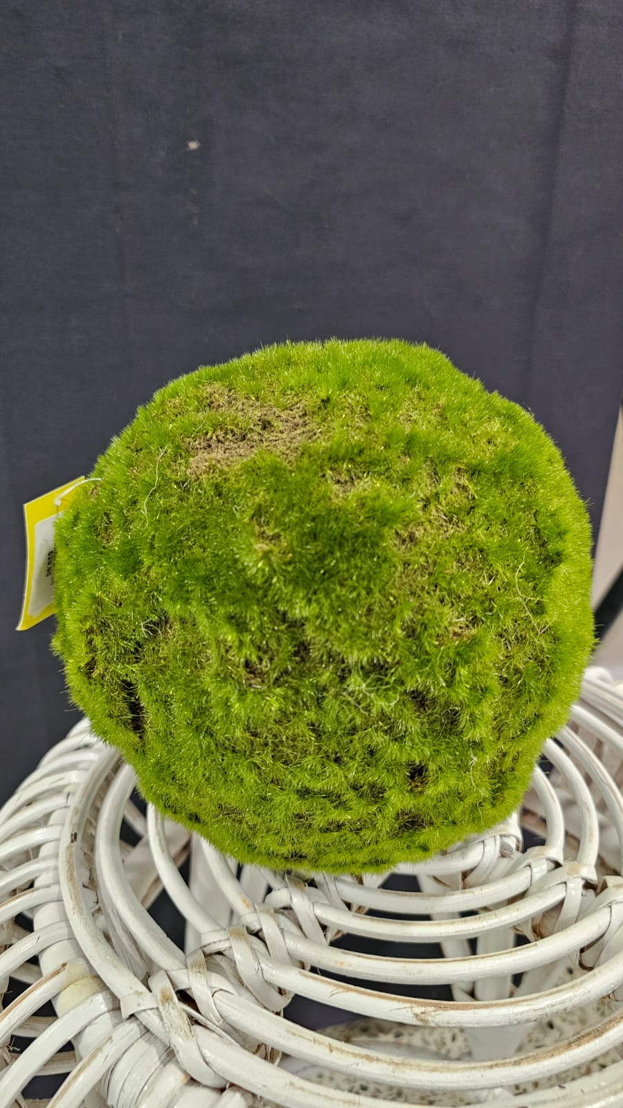 Moss Ball 20cm