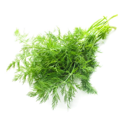 Herb Fresh Dill Lrg Bunch