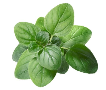 Herb Fresh Oregano Lrg Bunch