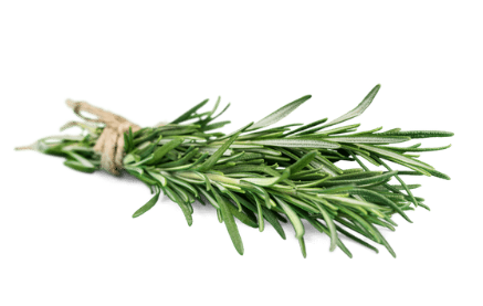 Herb Fresh Rosemary Bunch